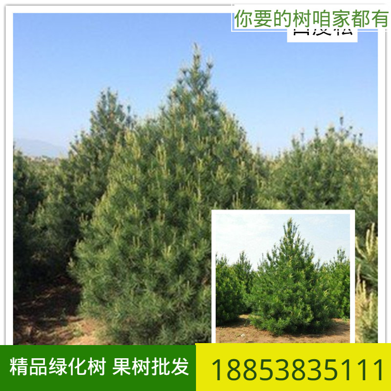常青树山东白皮松 2-3米白皮松基地 树形优美 4-5米白皮松常绿树