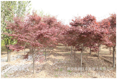 批发出售园林绿化红枫树苗 现挖现卖美国红枫 各种规格红枫苗