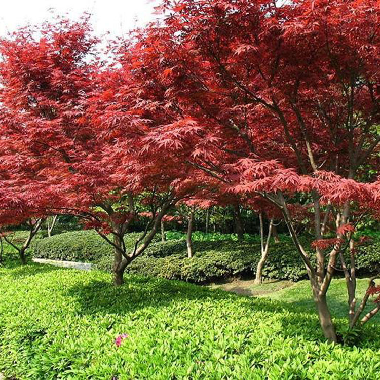 供应红枫树苗批发日本红枫火焰木彩叶风景行道树庭院工程绿化苗