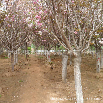日本植物樱花树木批发造型盆景庭院观花植物重瓣樱花 规格齐全