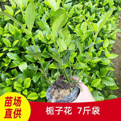 广州苗圃基地直发植物墙灌木栀子花垂直立体绿化7斤袋苗