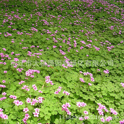 供应红花* 紫叶炸酱草 三叶草各种宿根地被湿地植物