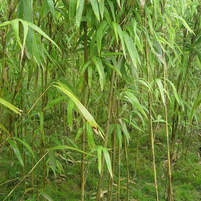 批发茶秆竹质量优可做鱼竿韧性佳绿篱庭院观赏绿化工程