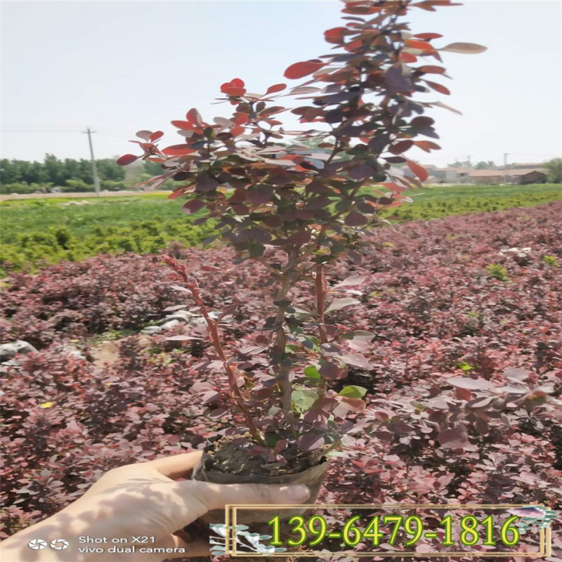 多分枝红叶小檗色块造型灌木 紫叶小檗杯苗 规格多枝型好