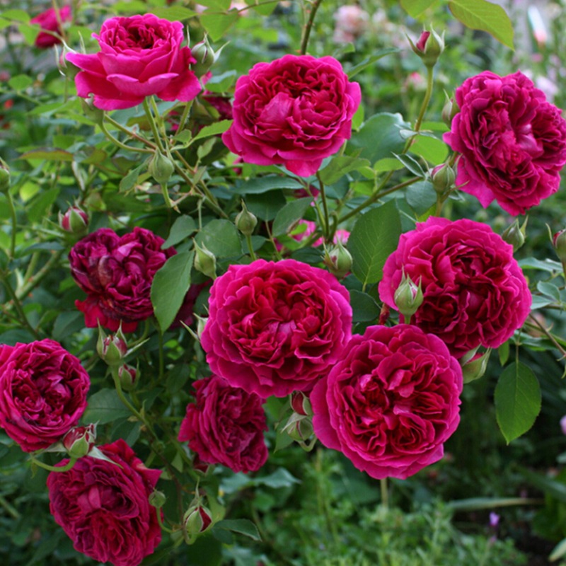 奥斯汀藤本月季 威廉莎士比亚2000 大花浓香玫瑰花苗盆栽花园植物