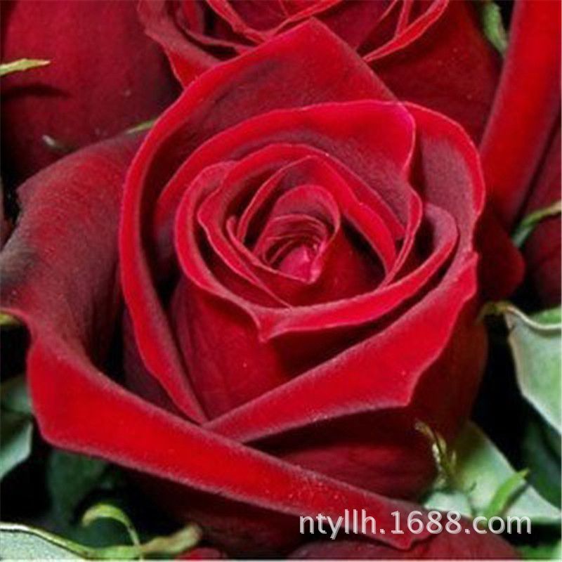 复色系列大花香水月季 红宝石 多季节重复盛开四季开花玫瑰苗
