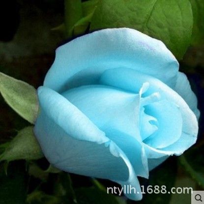 玫瑰花盆栽四季开花透明蓝玫瑰花苗室内大花月季浓香型植物花卉