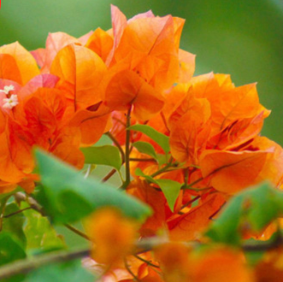 橙红宝巾三角梅室内盆栽爬藤花卉攀援花卉植物重瓣大苗绿植