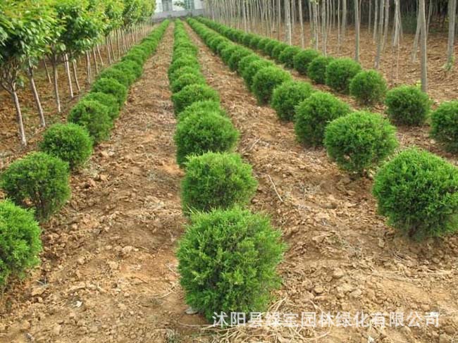 大量蜀桧球批发 绿化工程苗供应 产品优 价格低 球类植物规格齐全