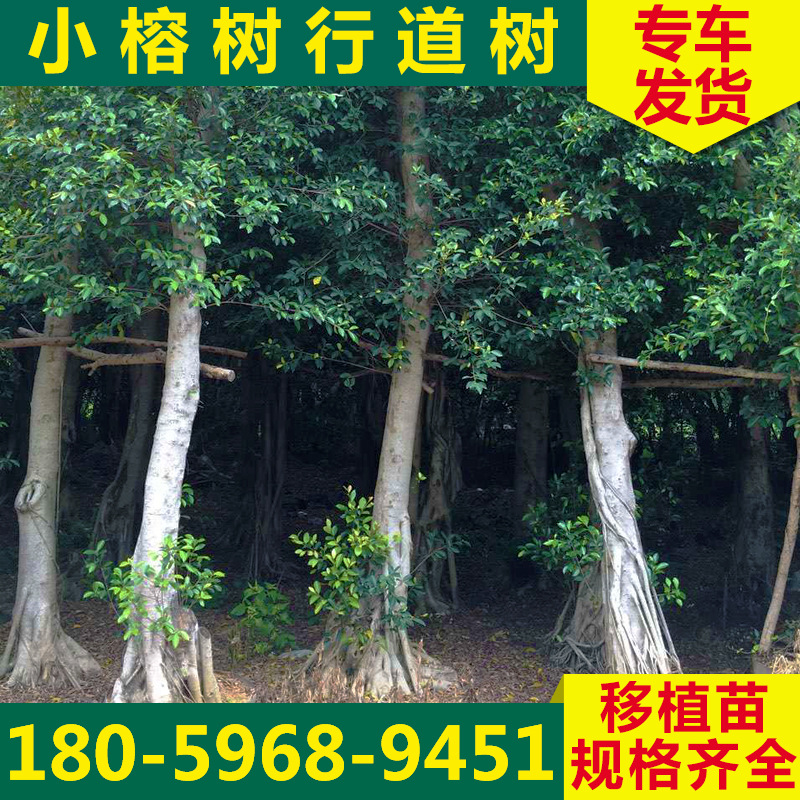 供应福建小榕树行道树 大量出售小榕树 绿化树苗防护树