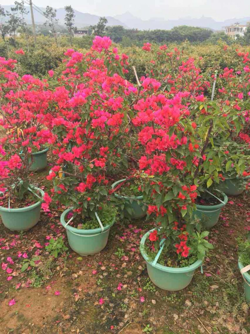 漳州地区种植70以上高红花三角梅盆苗