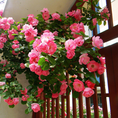 蔷薇种子月季花苗 多花爬藤苗绿植盆栽庭院阳台攀援四季月季玫瑰