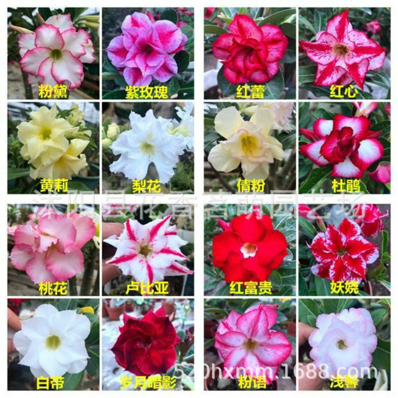 泰国沙漠玫瑰种子混合盆栽花卉种子易种活室内阳台装饰10粒起