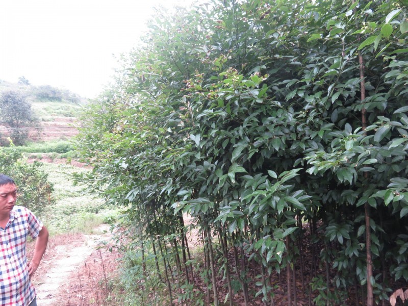 低价出售大量天竺桂正在热卖 可用于造林 绿化