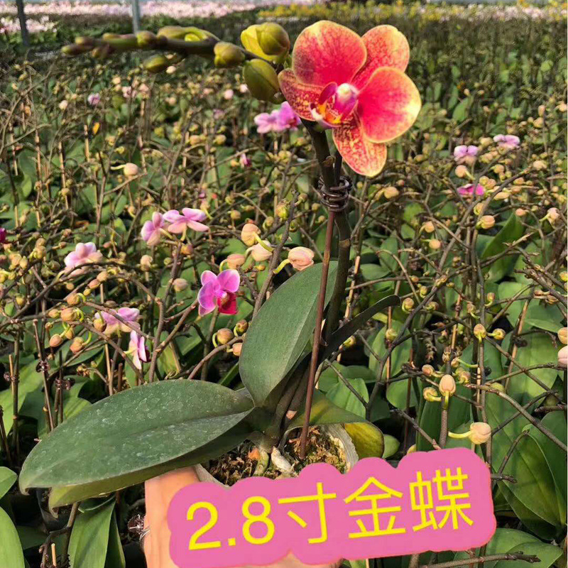 【基地直供】小盆栽绿植花卉室内观花高档年花 2.8寸迷你蝴蝶兰