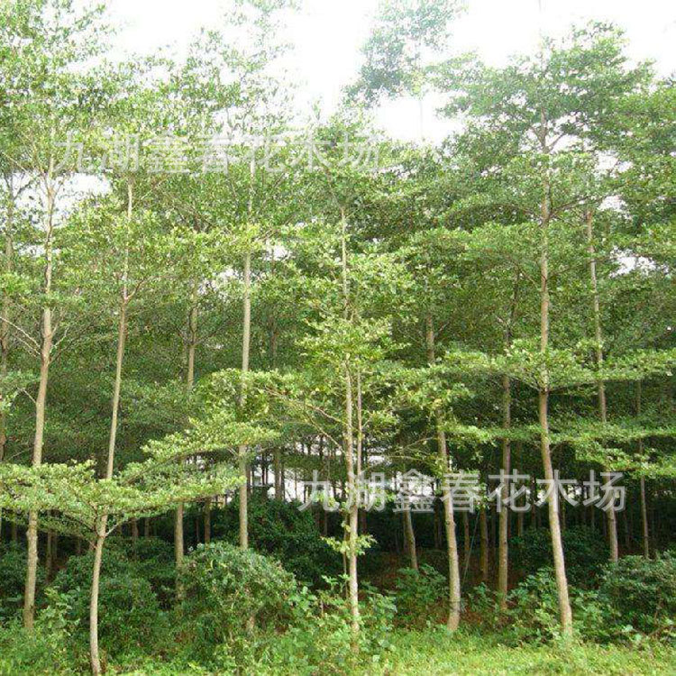 供应各种规格小叶榄仁价格 6-20公分细叶榄仁 园林道路绿化树种