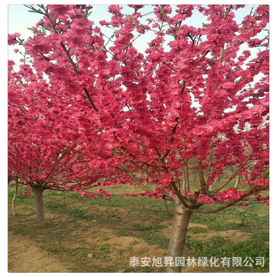 红花碧桃 红叶碧桃 花色迷人 园林绿化工程树规格齐全 量大价优惠