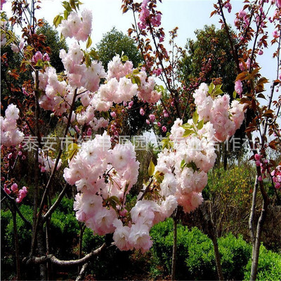 供应美的樱花，便宜的价格，的服务供应樱花苗木
