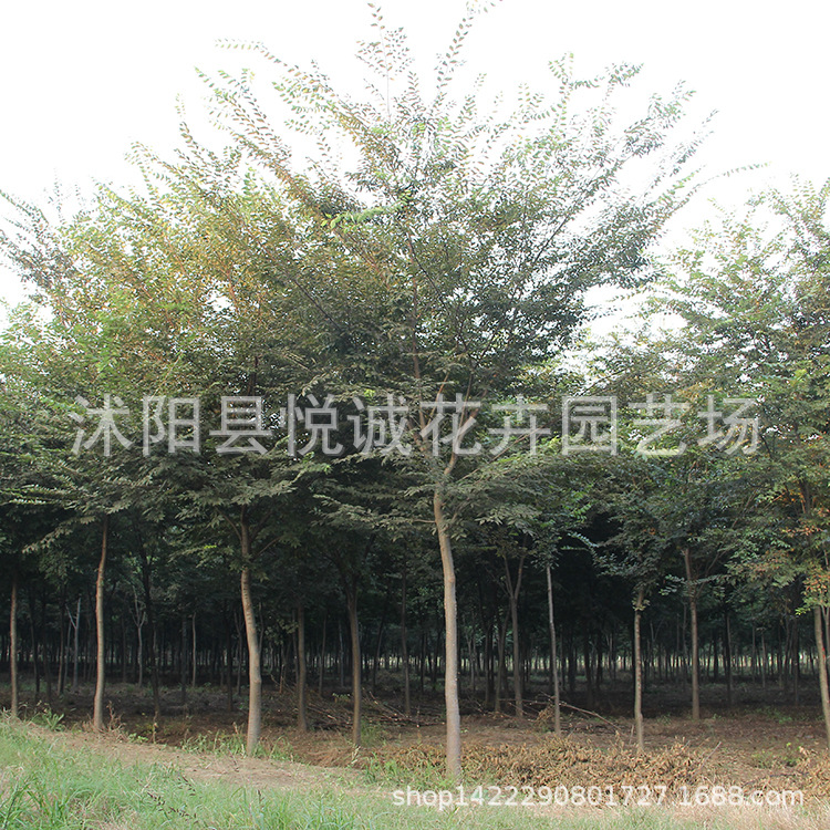 红榉树苗低价批发园林绿化苗木 行道风景树 红榉造型树 10-18公分