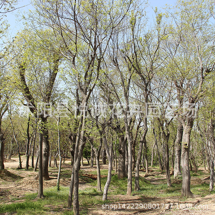 朴树树苗基地批发 园林绿化四季常青造型树规格齐全朴树小苗