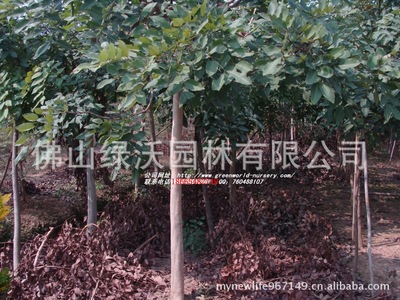 大量供应米径6-8公分、杆高2.5米分枝、冠幅3米左右腊肠树