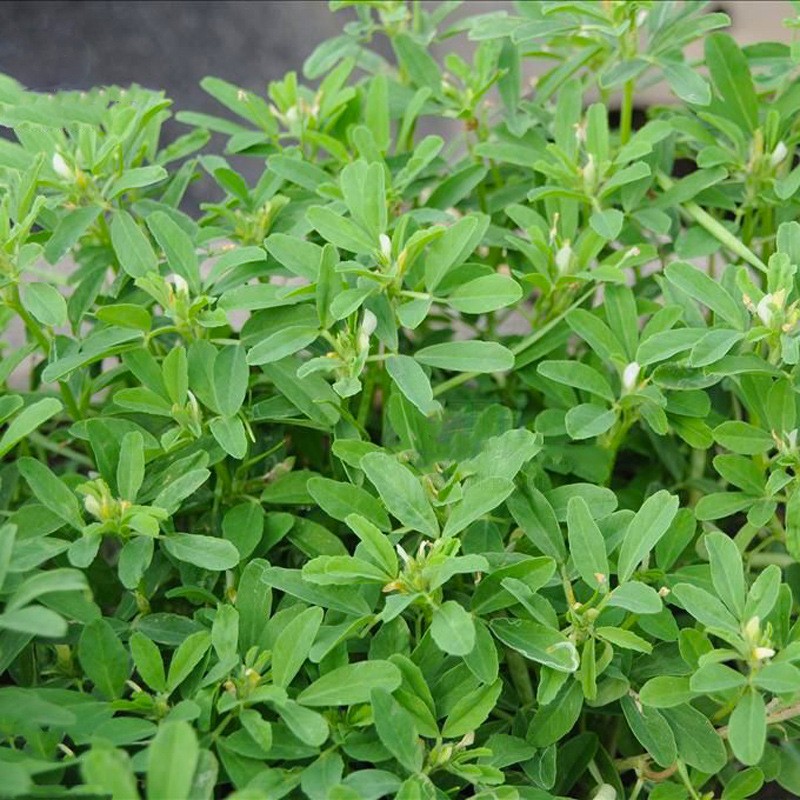葫芦巴种子胡芦巴胡卢巴一年生草本植物别称香草香豆子种子可入药