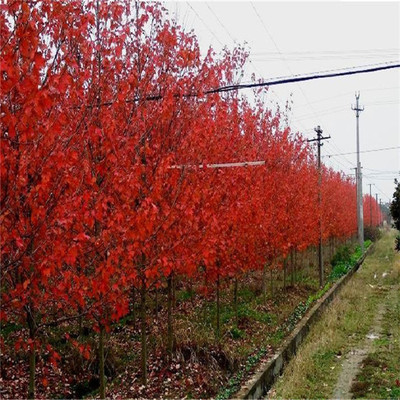 大量出售美国红枫 现挖现卖多年种植经验保湿发货 美国红枫