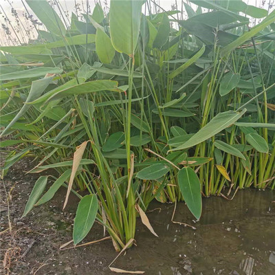 杭州萧山水生植物基地大量出售 再力花 品种齐全各种水生植物