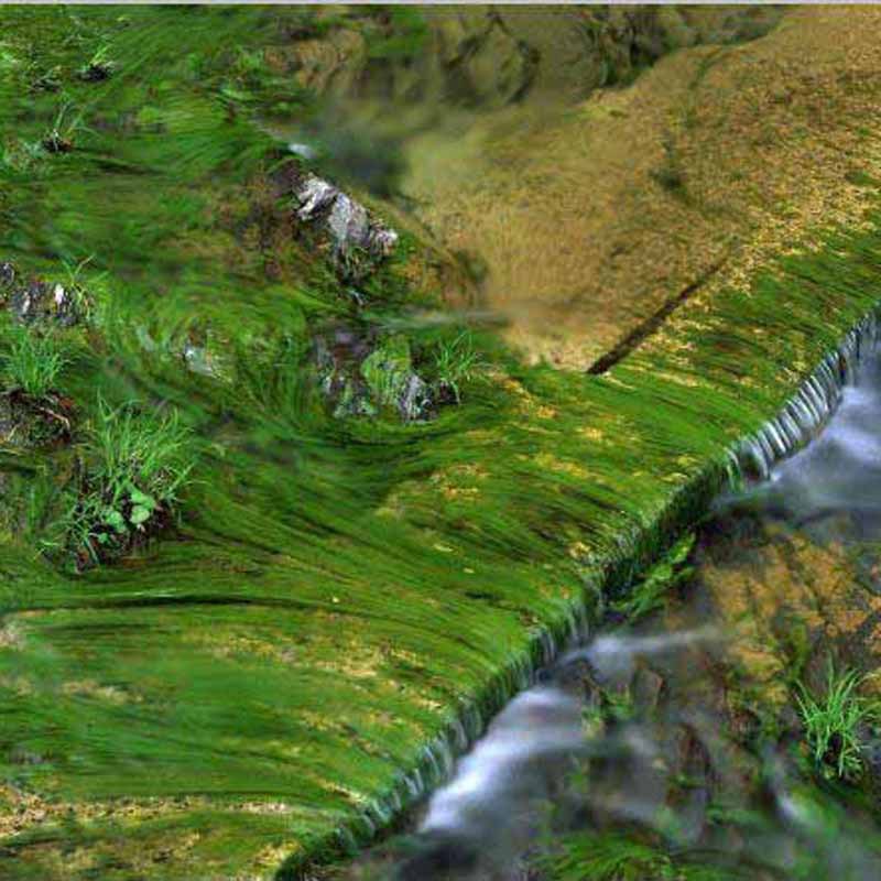 大量出售水生植物河苔 优质河苔 可以食用 欢迎电话咨询
