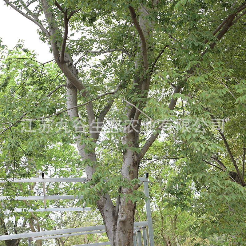 天王唐陵润景苗木基地朴树移栽高成活工程绿化观叶植物行道树庭院