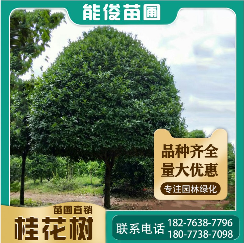 广西桂花树20-46cm工程绿化树批发四季常青优惠