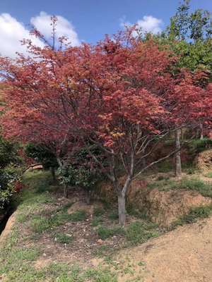 红枫，落叶树种，适用于道路，公园，庭院，树形优美，量大从优