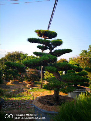 【批发直供】庭院树造型日本黑松（）罗汉松 造型 茶梅杜松