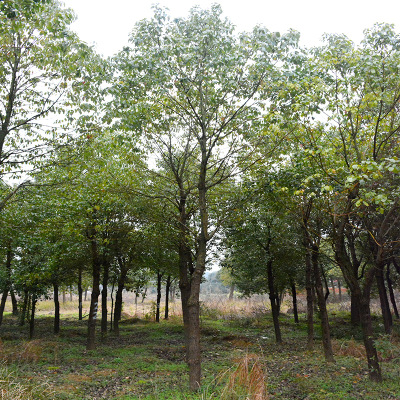 基地直供 红叶石楠木 园林工程绿化石楠树 规格齐全 灌木乔木批发