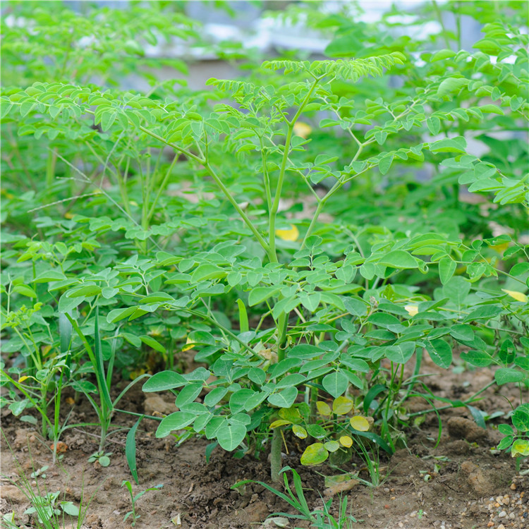 印度辣木室内盆栽云南引种厂家批发改良绿化辣木叶直销