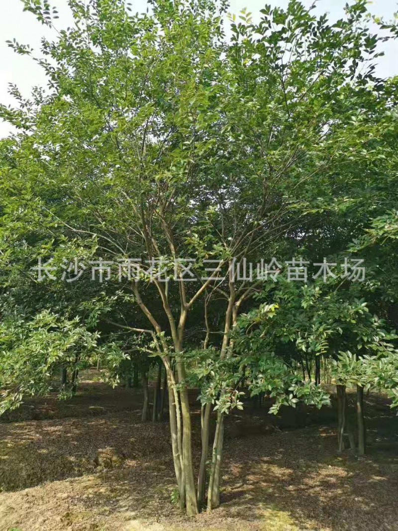 批发丛生朴树 优质移栽朴树 高度10米绿化树 园林绿化景观树