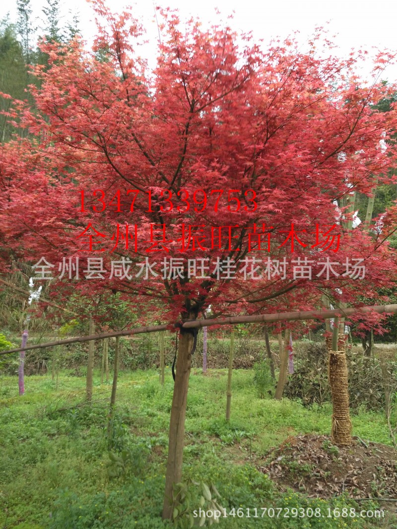 批发中国红枫 落叶乔木 庭院绿化 风景树 乔木 日本红枫品种齐全