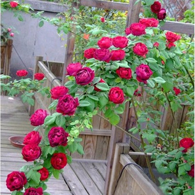 蔷薇花苗 耐寒爬藤月季玫瑰 爬墙浓香型庭院室内 开花卉盆栽植物