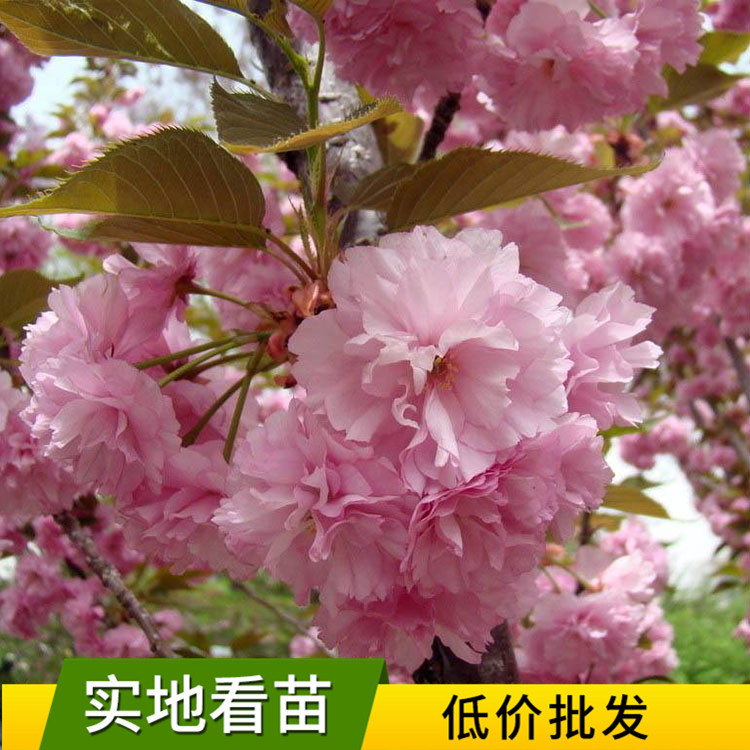 花卉批发日本晚樱树 园林工程绿化樱花树 庭院观赏盆栽樱花10cm