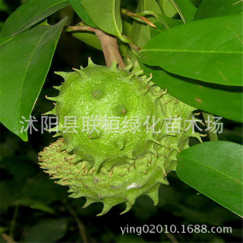 越南进口野生刺果番荔枝种子红毛榴莲种子soursop种子刺果种子