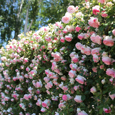蔷薇花爬藤月季浓香型大花四季爬墙庭院开花不断玫瑰带花卉盆栽