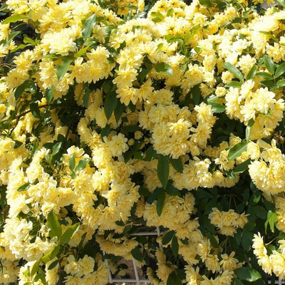 黄木香花苗爬藤植物阳台庭院花园四季浓香型开花盆栽黄白红木香