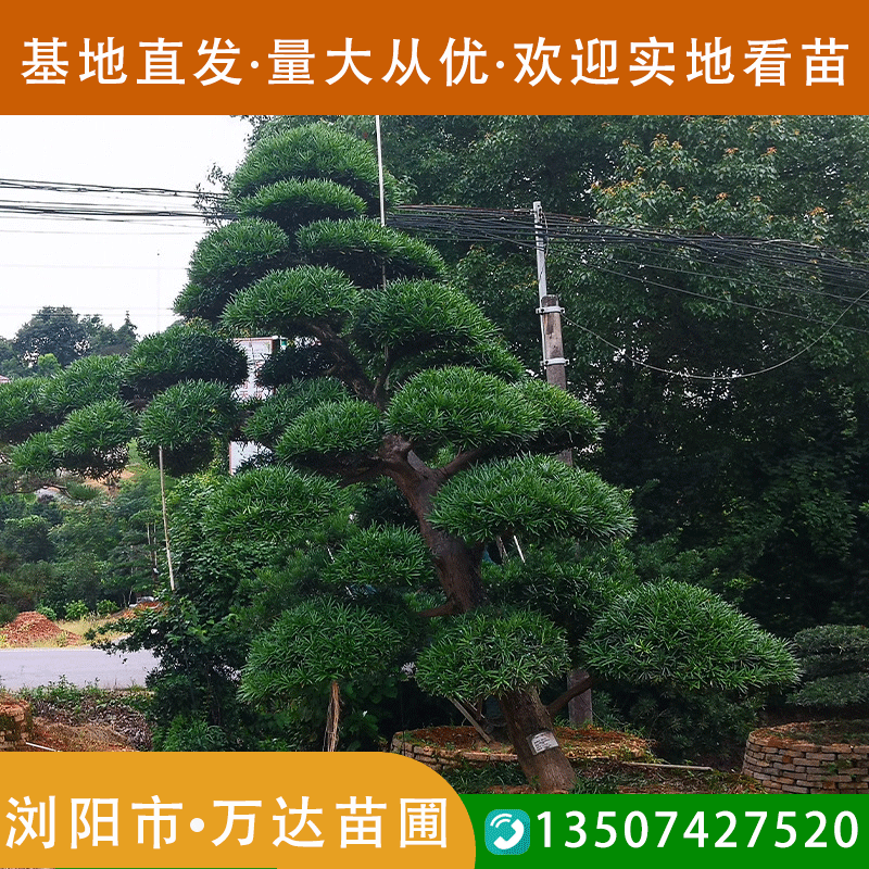 30公分日本罗汉松造型树园林工程绿化树苗规格齐全厂家