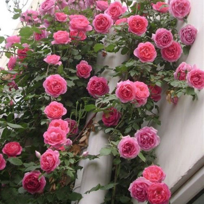 阳台庭院花卉盆栽 多花蔷薇花苗 玫瑰当年开花爬墙藤蔓植物
