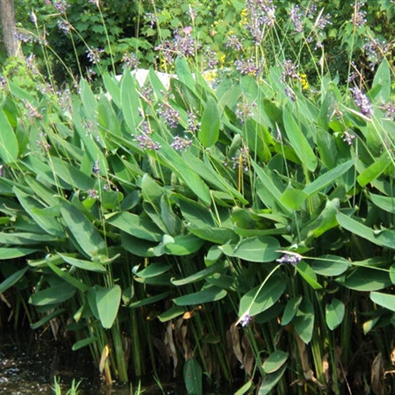 基地大量出售再力花花卉水景绿化水生植物