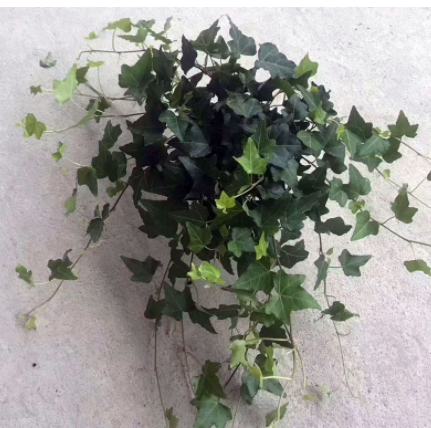 【基地直供】观叶植物小盆栽净化空气办公布置（A110）青叶常春藤