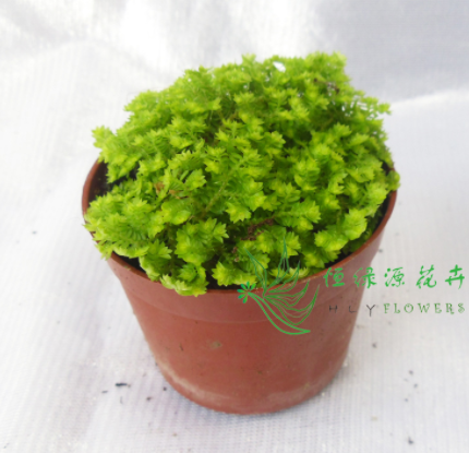 【广州基地直供】蕨类植物苔藓背景植物微景观应用（A80)金丝雀蕨