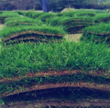 草皮 带土 真草坪草皮庭院花园绿化四季青种子马尼拉果岭草带泥土