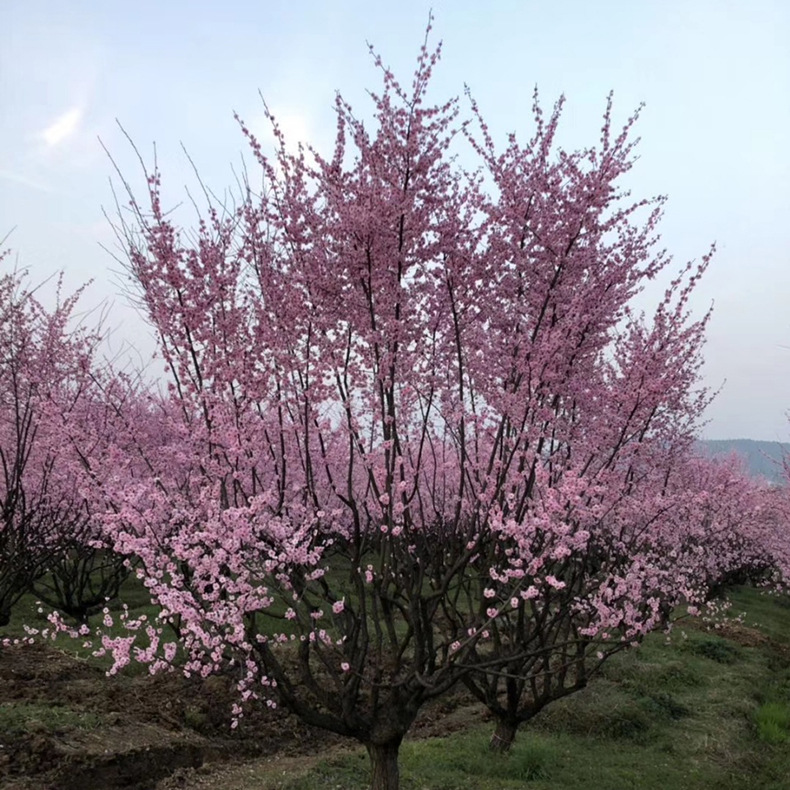 红梅 室外庭院地栽梅花种植 基地直供园林景观红梅树苗量大从优