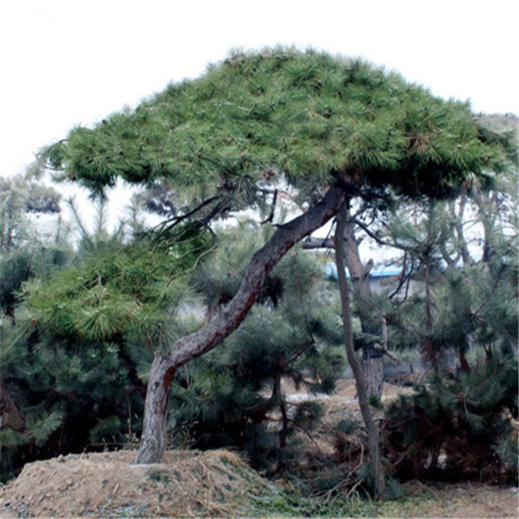 15-30公分造型松树供应根系发达松树耐寒耐旱易管理地栽松树